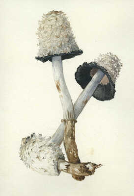 Шипиленко Александр Кузьмич. Три рисунка «Грибы»: